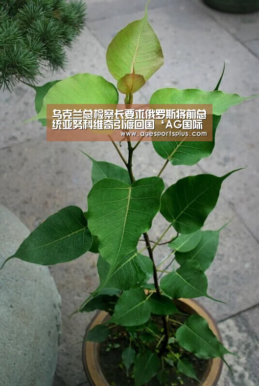乌克兰总检察长要求俄罗斯将前总统亚努科维奇引渡回国‘AG国际厅’(图2) AG国际厅